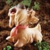 Curious Scottish Terrier Dog mould