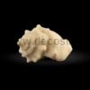 Cassidaria shell mould